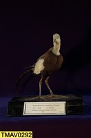 藏品(水雉)的圖片